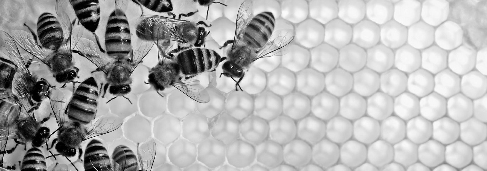 Bees - illustrating one of the allergy Alerts to medical professionals