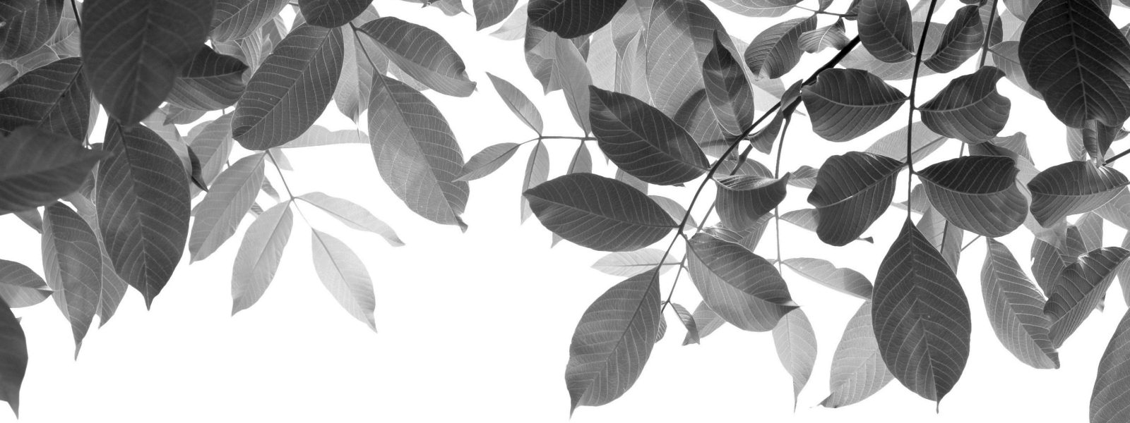 Healthy leaves illustrating MyAlerts! eco policy.