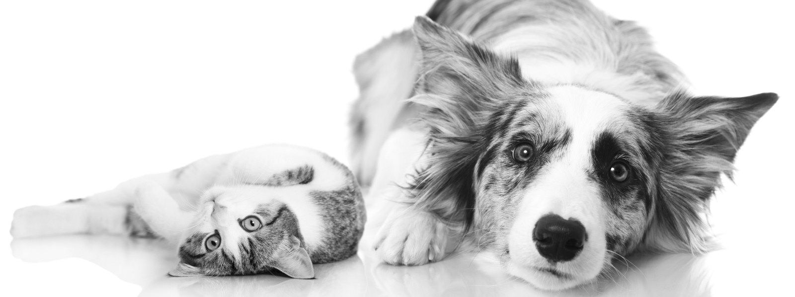 Cat and dog illustrating Medic alerts with cover for your pets left at home